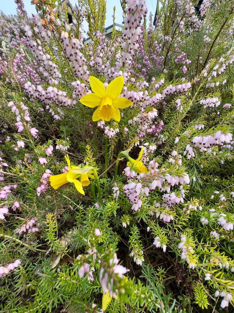 Dwarf daffodil flowers amongst a mass of heather flowers. 