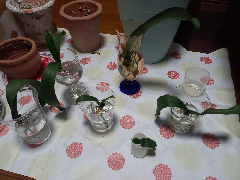 根の消毒のためのニンニク水の入った容器に漬けられている胡蝶蘭たちの写真。プラのドリンクカップやグラスに入れられて並んでいます。

