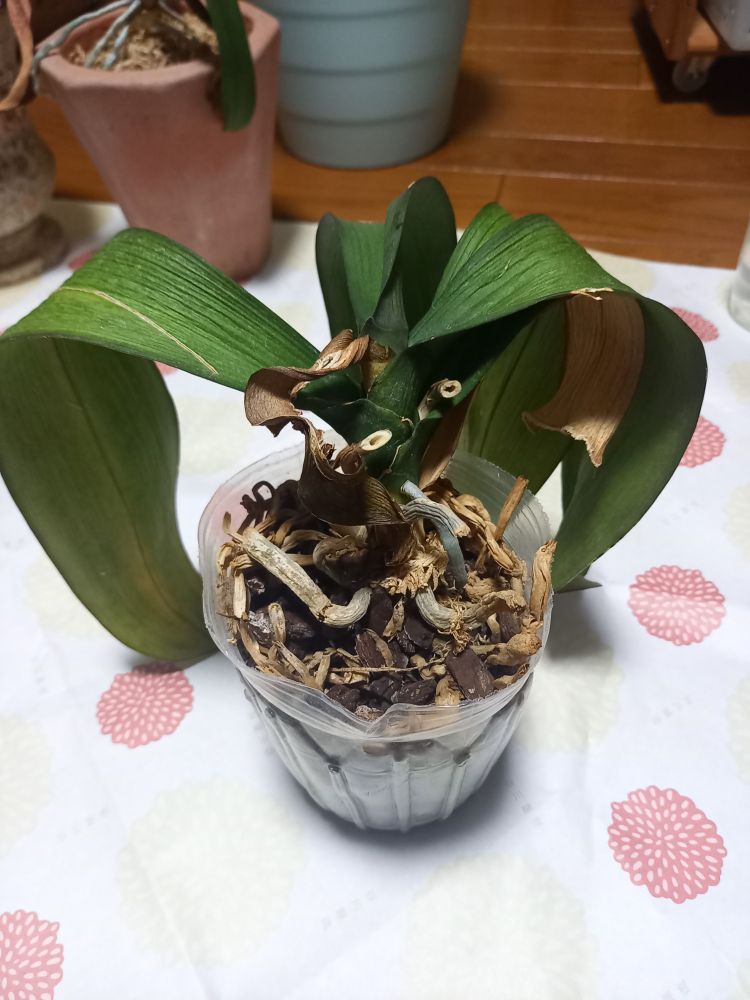 買ったままのビニール鉢に入った、葉っぱがしおしおの胡蝶蘭の写真です