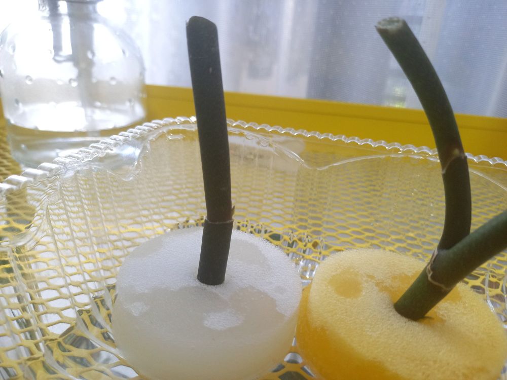 胡蝶蘭の切られた枝から芽が出ている写真その2(その1のは違う枝)