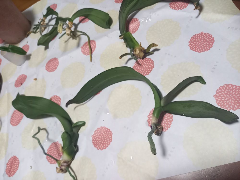 葉っぱと根っこの整理をしてちんちくりんになった胡蝶蘭たちの写真。紙の上に無造作に寝かされています。