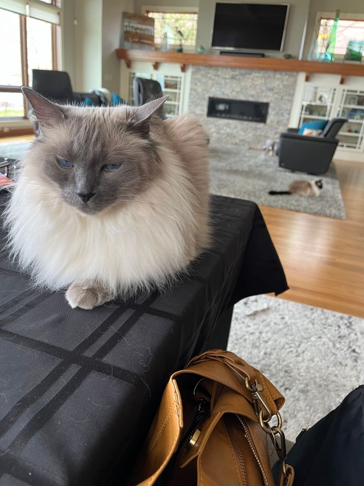 Leo and Watson, the co-managers of the Dyckesville office where I work when *their* managers are out of town. According to them, that is not to be called 'cat-sitting.'