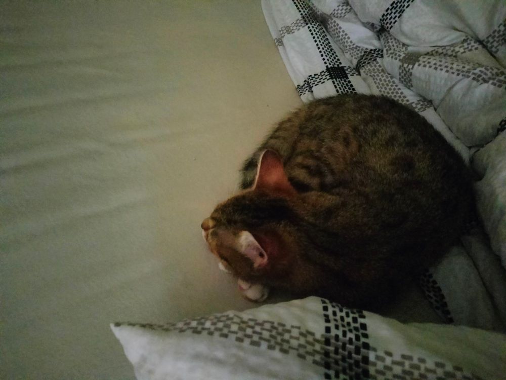 młody bury kotek zwinięty w kłębek i śpiący obok mnie na łóżku 
