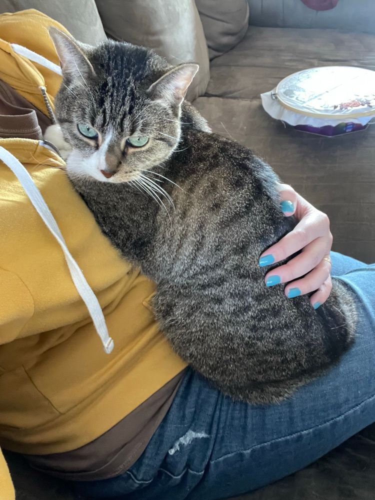 A grey and black cat sits on Brenna’s lap. Brenna’s hand is on her back, and Brenna’s nails are painted a bright teal. Brenna wears jeans and a yellow zip-up sweater.