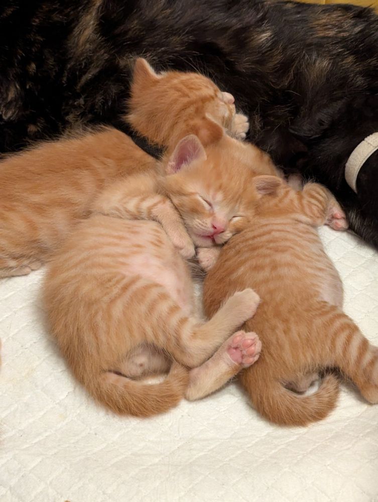3 adorable orange tabby kittens, and one fairly hidden black kitten, all 3 weeks old, in front of their out of frame tortoiseshell mother