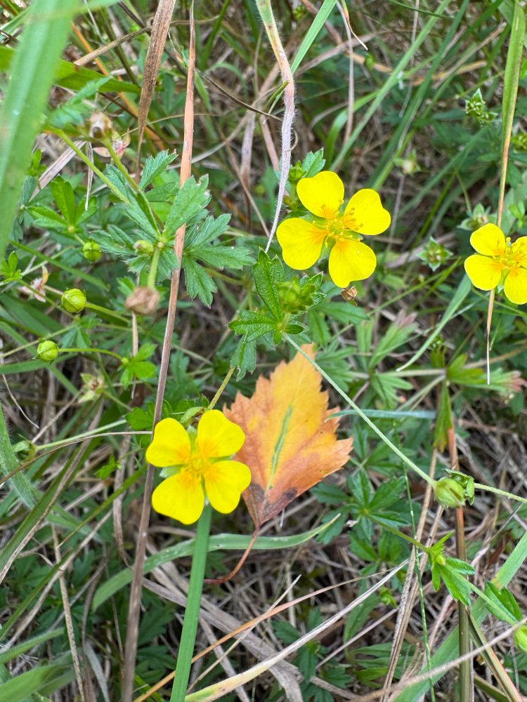Tormentil flowers - four heart shaped yellow petals with orange at the centre