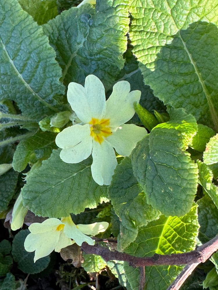 Pale yellow primrose flower hiding amongst crinkly green leaves
