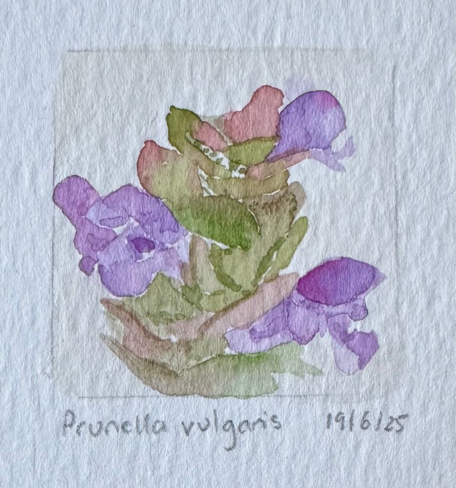 Small watercolour painting of Prunella vulgaris (self heal), with three purple flowers sprouting from a reddish-green cluster at the end of the stem.