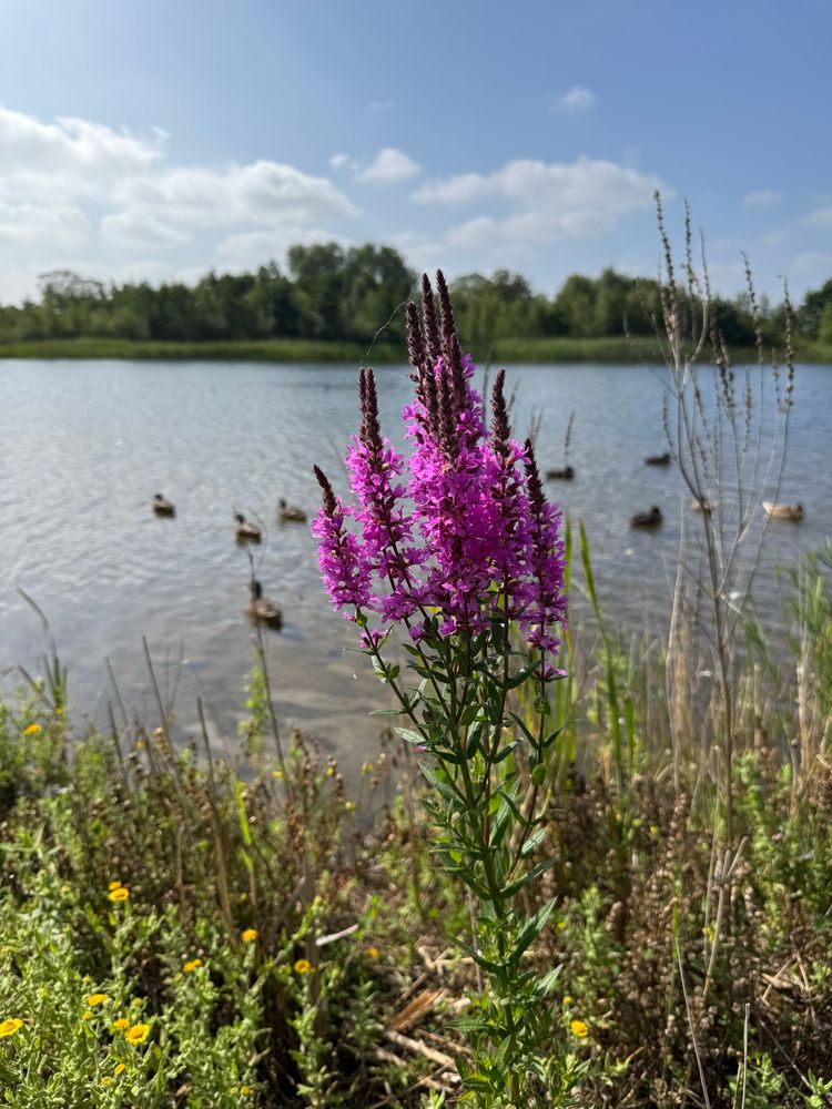 Purple loosestrife standing tall in front of a sunny lake