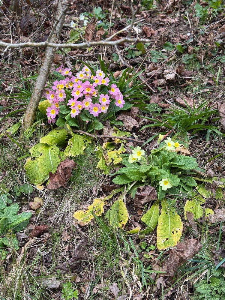 A clump of pink primula blossoms cheerfully next to pale yellow flowers on a rough bank