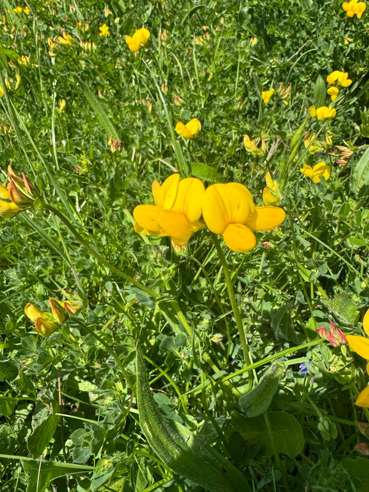 Bird’s-foot trefoil flowers, yellow against a green background 