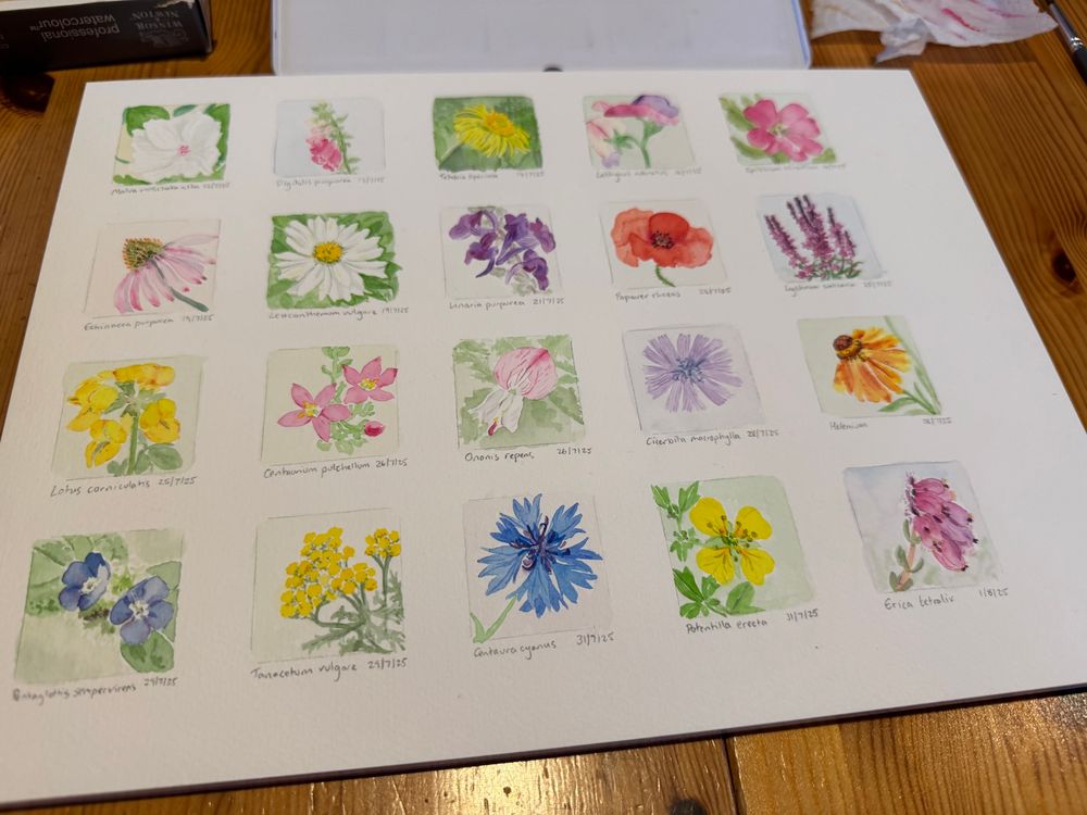 A page of watercolour flower panels, showing twenty stamp sized pictures of plants jn bloom over the last couple of weeks.