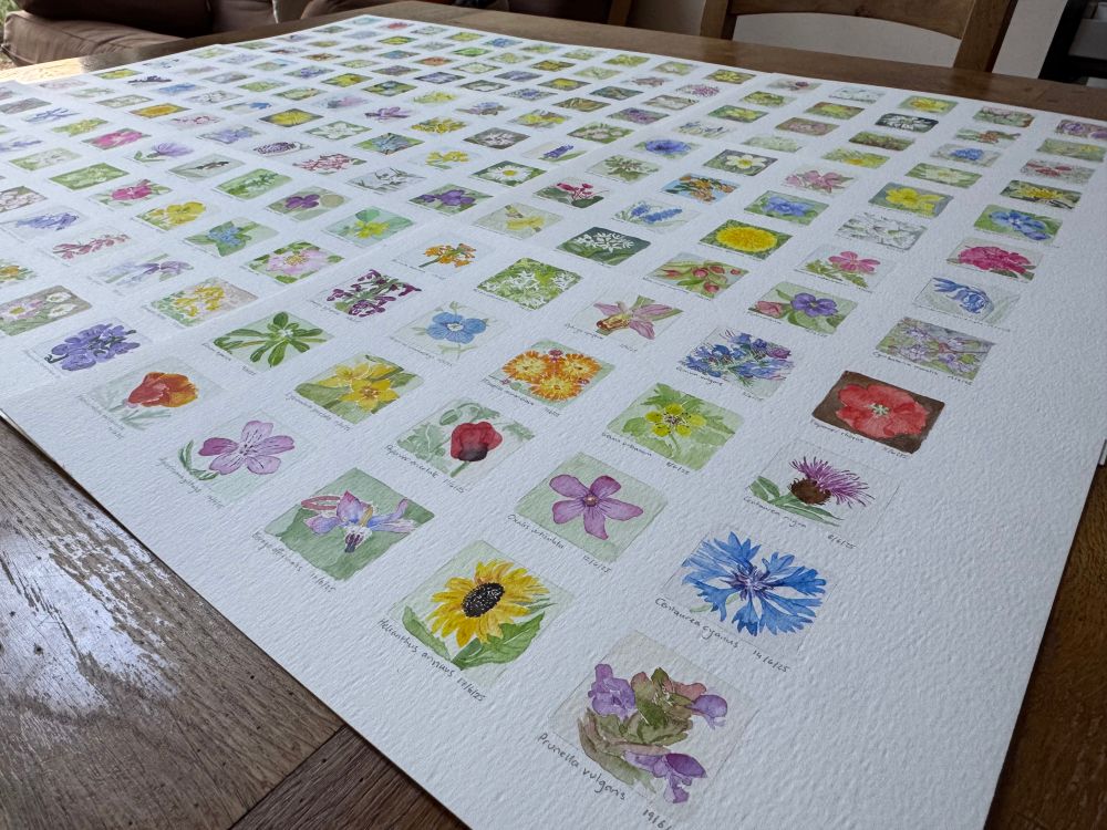 180 small watercolour panels laid out on a table, painted on nine pages in a matrix format. Flowers visible in the foreground include self heal, sunflower, cornflower, borage, knackered and various poppies.