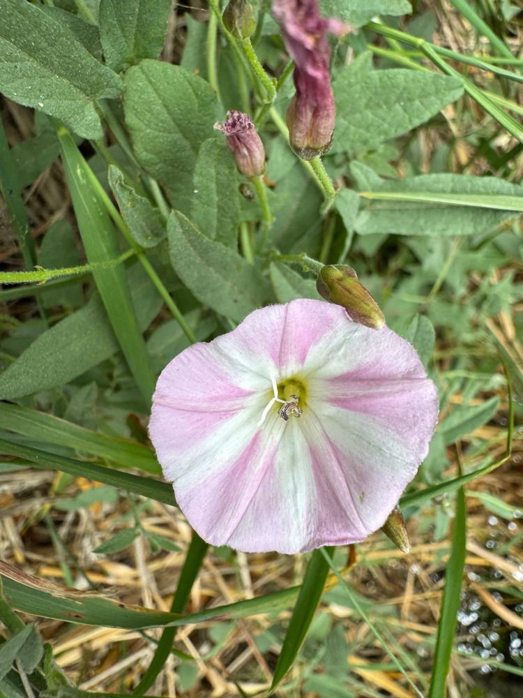 Pink and white striped bell of a field bindweed flower
