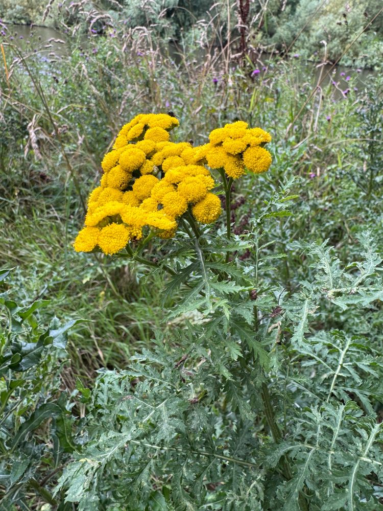 Tansy in flower, in a cluster of yellow bobbly flowers 