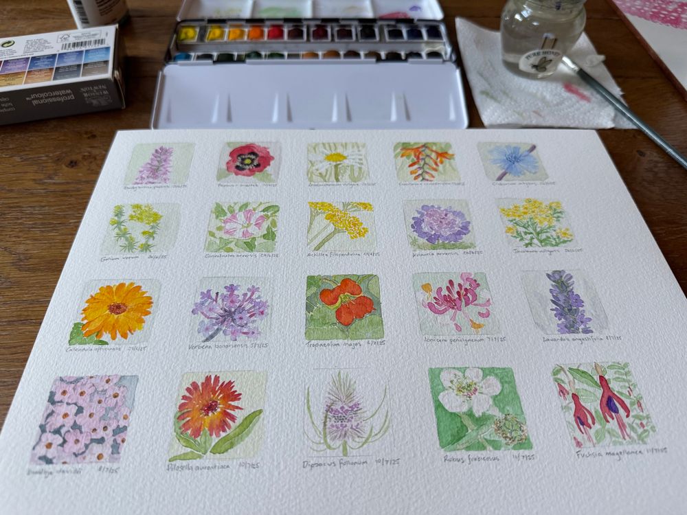 A page of twenty small watercolour panels, each depicting a flower that is in bloom in late June/early August.