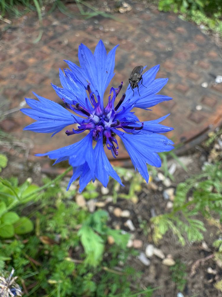 Cornflower in bloom - the bluest of blue