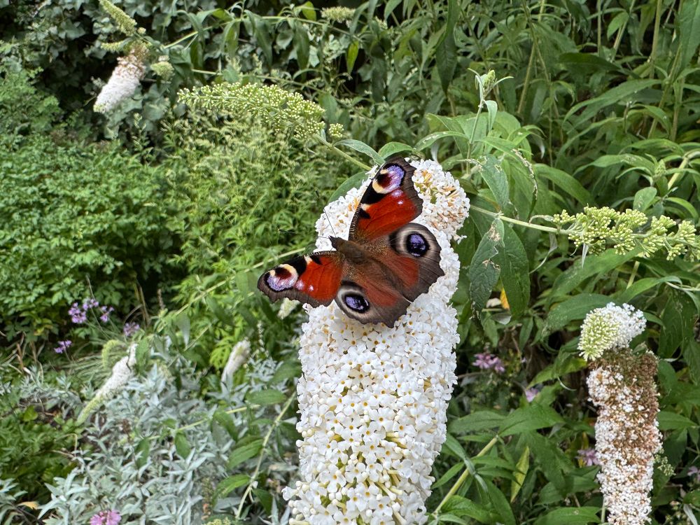 Peacock butterfly on a white buddleia