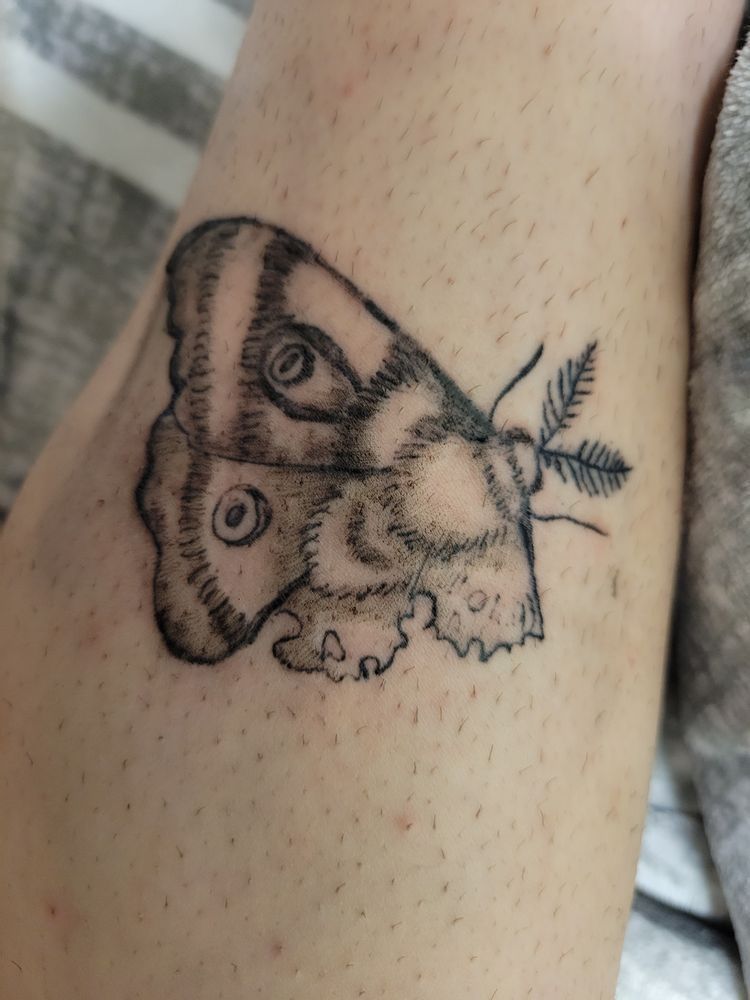 A photo of a tattoo. It depicts a moth with torn wings.