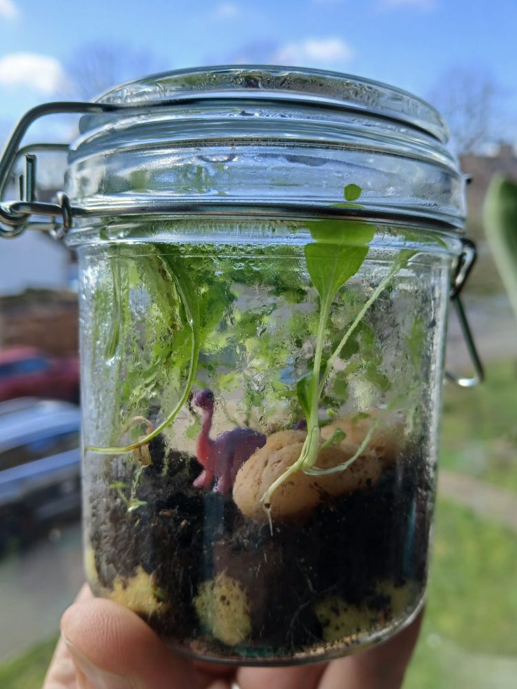 A middle-aged terrarium. Many green plants, erratic soil. A small brachiosaurus lives in peace.