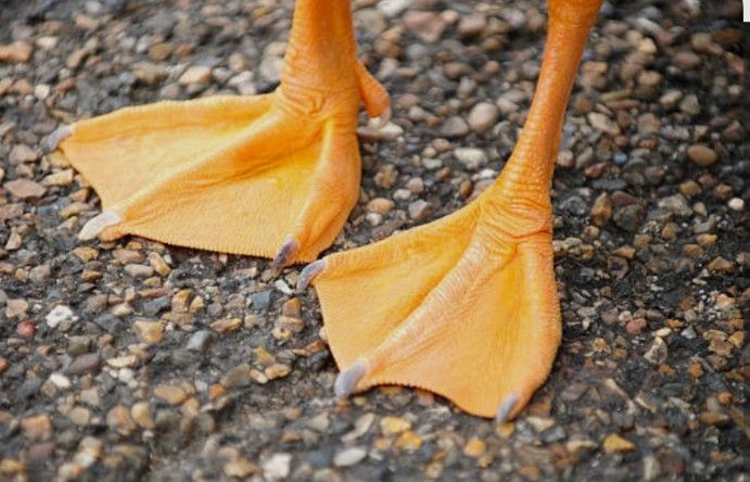 Webbed feet