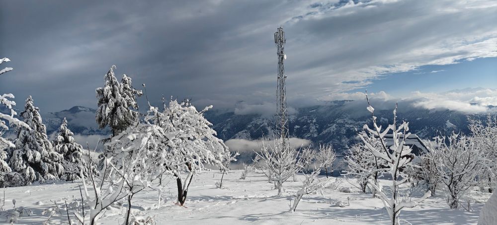 Snow covered apple orchard with a phone tower in white winter landscape