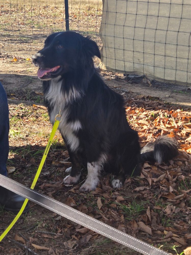 A black and white border collie on a yellow leash standing outside in front of a fence.