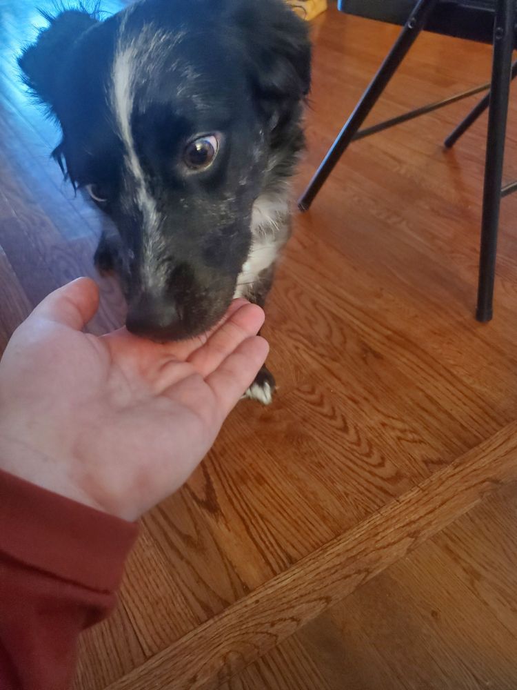 A black and white dog with heterochromia eats a treat from a person's hand.