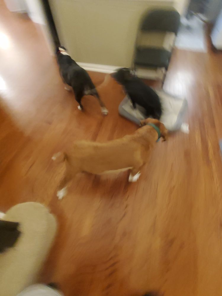 A brown and white hound mix, a black and white mini aussie mix, and a black and white pit bull mid-run. The picture is very blurry as the dogs are in motion.