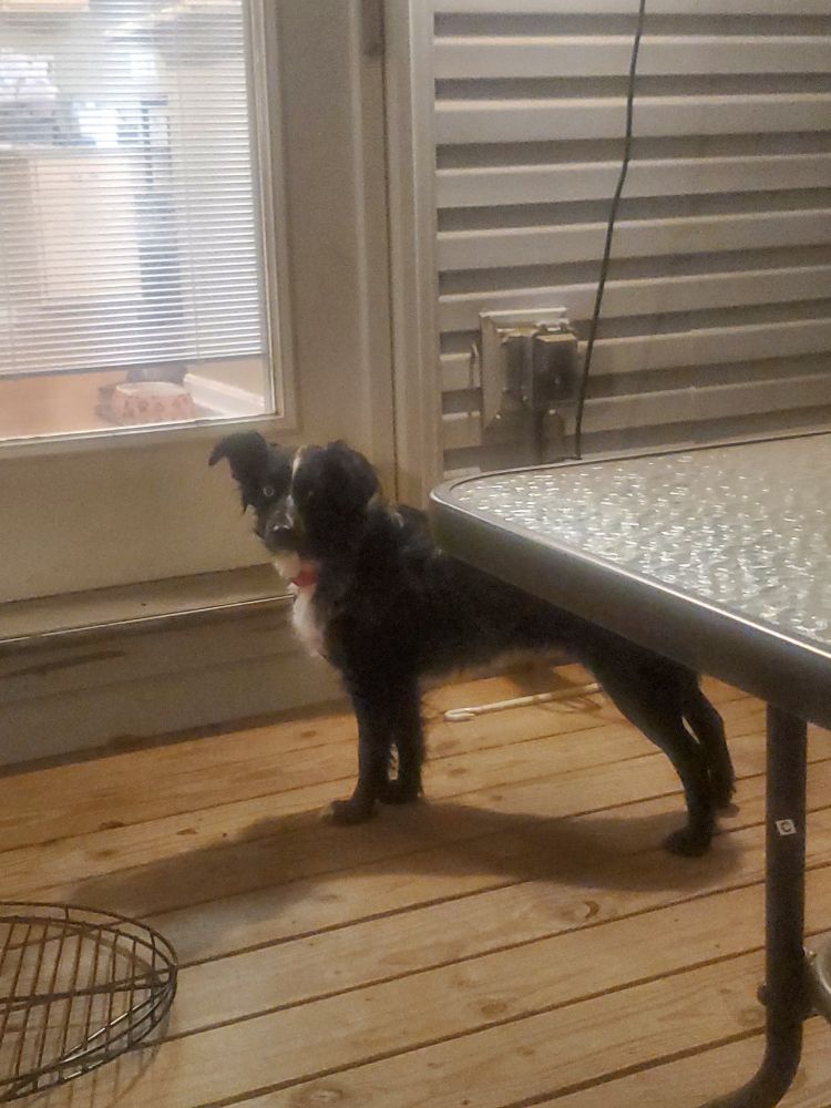 An Australian Shepherd and Border Collie mix on a porch.