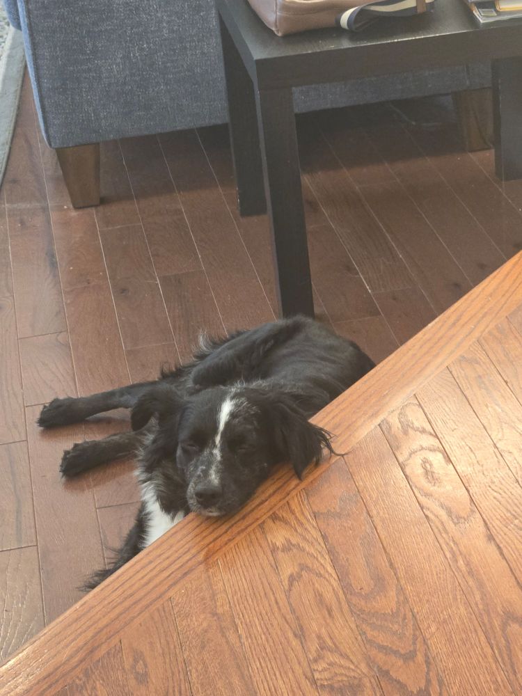 A black mini aussie dog with white markings lying down with her head propped on a slight platform.