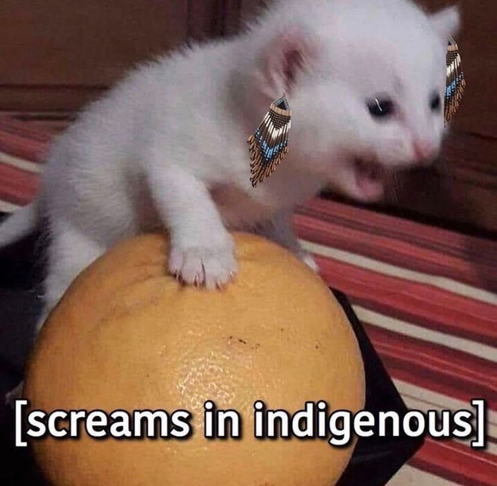 A meme that reads "[screams in indigenous]" featuring a white kitten screaming on an orange with Native beaded earrings edited onto its ears