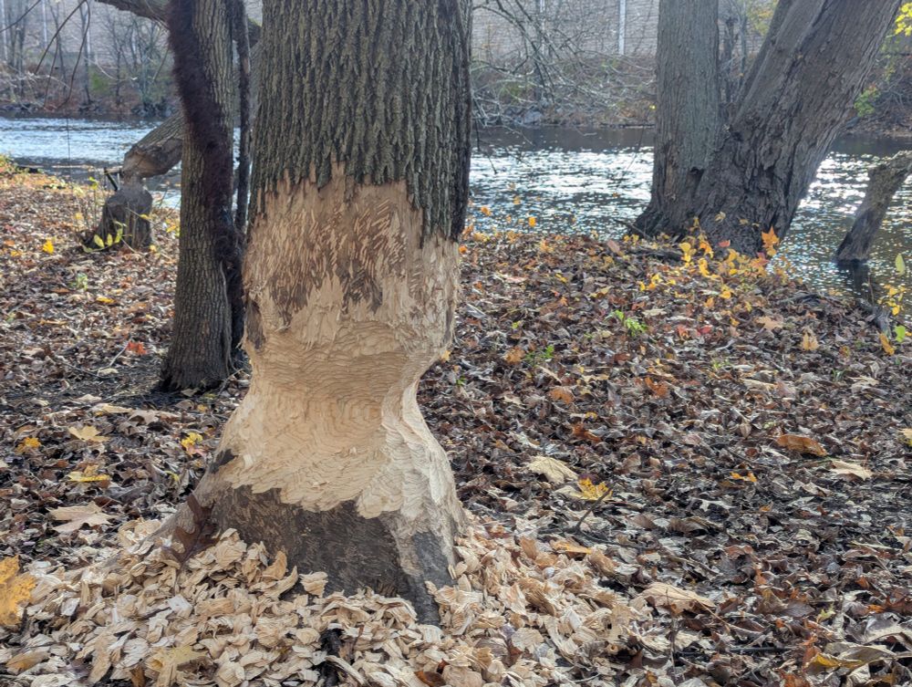 Closer view of chewed tree trunk 