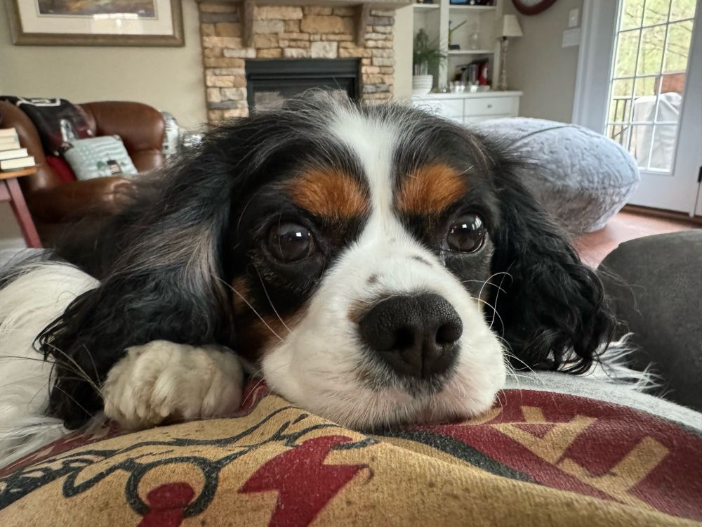 Cosmo - King Charles Cavalier
