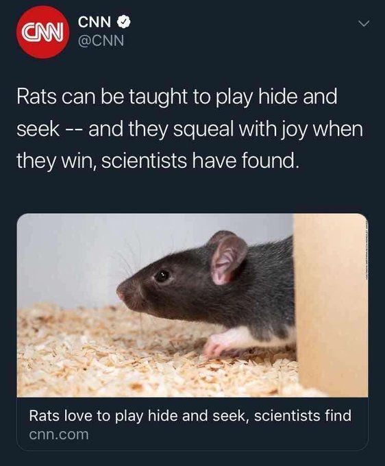 Tweet de CNN que dice "Un grupo de científicos descubre que se puede enseñar a las ratas a jugar al escondite y que, cuando ganan, chillan de alegría"