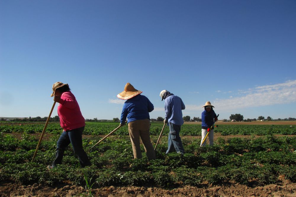 Unauthorized immigrants are key players in Idaho’s economy, agricultural sector, study shows • Idaho Capital Sun