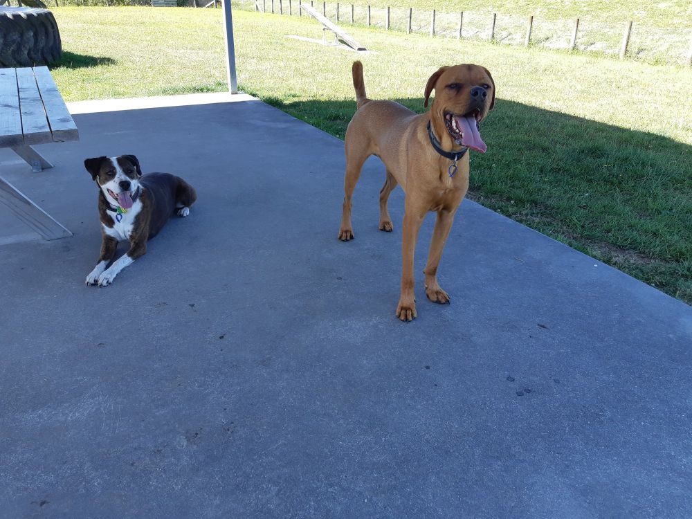Max (left) is resting in the shade. He's brown, black and white. Boxer cross. Cody (right) is standing not far from Max. Cody's also in the shade. His colour is a golden tan. Both are happy and smiling. It's a hot day at the dog park. 