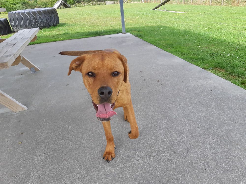 This is Cody. He's a Labrador cross with a Rhodesian Ridgeback. Cody is a golden tan colour. He's having a run at the dog park.