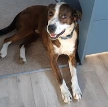 This is Max. He's a boxer cross and is 10 years old. Black, brown and white. Max is resting at home. 