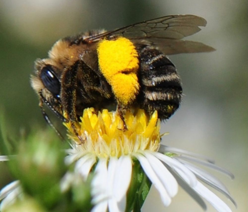 Fuzzy longhorn bee (Melissodes druriellus I think) perched on the yellow center of a small aster with white petals radiating outwards.  She has a massive fluff of yellow pollen on rear leg, black furry abdomen with light hair bands, tan/golden hair on thorax and face, slightly blue tinged eye.