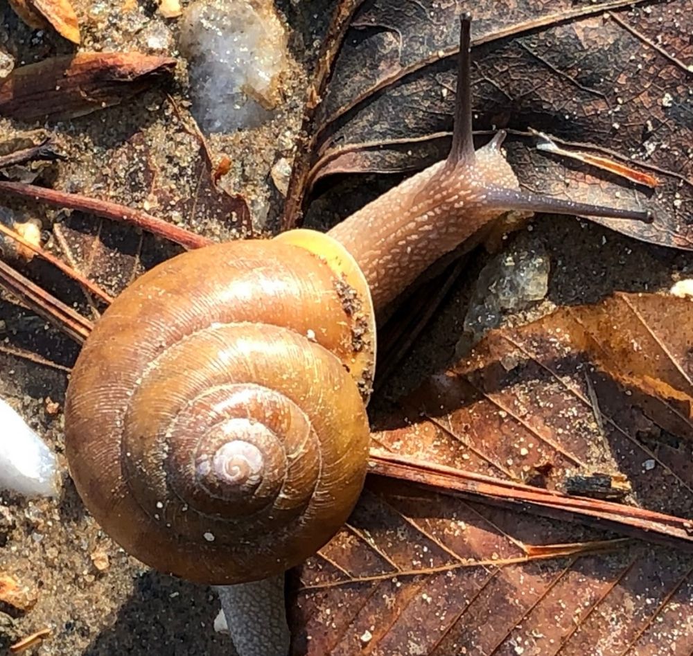 Looks like Eastern Whitelips, Neohelix albolabris, from Helen, GA 11/2022.  Chestnut colored helical shell with yellow rim around the opening, thick bumpy brown neck and long black eyestalks on a brown leaf.