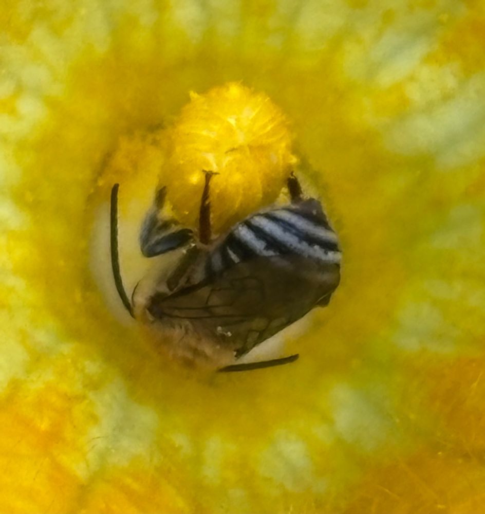 Bee with long antenna face down in a yellow squash blossom holding on to the stamen.  Bee has yellow hair on its thorax and narrow white hair bands on its abdomen, which is wide but tapers to a point.