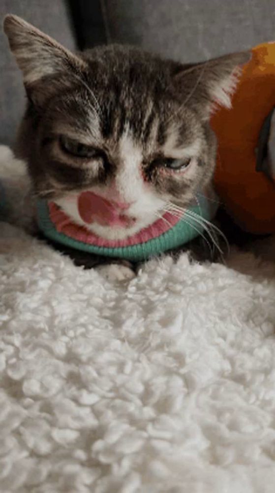 a cat wearing a green and pink sweater laying on a blanket