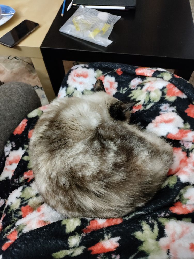 Ludi on my lap. I think she likes me.