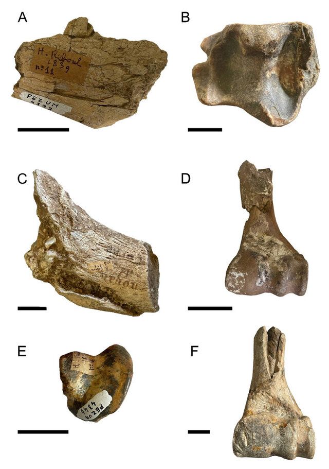 Bovids bones.