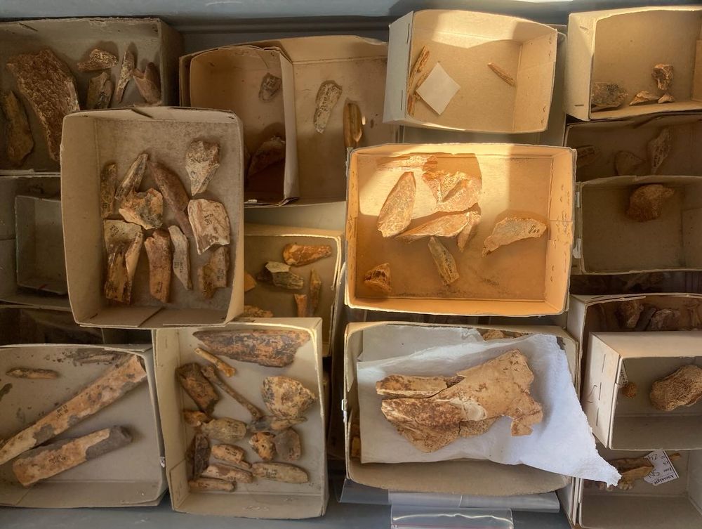 Remains of fauna.