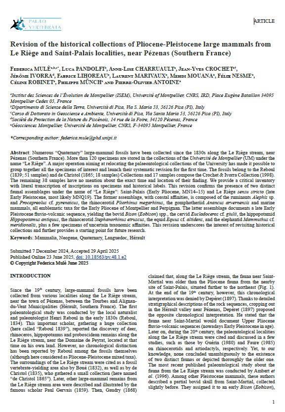 First page of the scientific paper bu Mulé et al., 2025 entitled "revision of the historical collections of Pliocene-Pleistocene large mammals from Le riège and Saint-Palais localities, near Pézenas (Southern France) published in Palaeo Vertebrata.