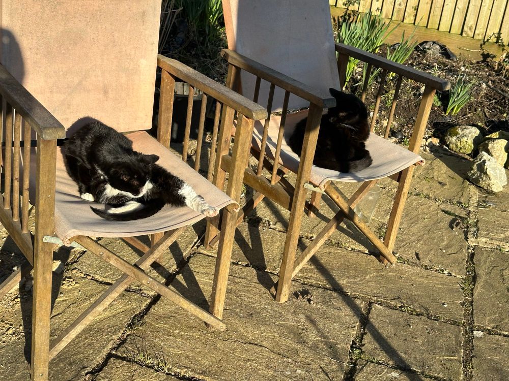 Two cats sitting on garden chairs that were meant for us!