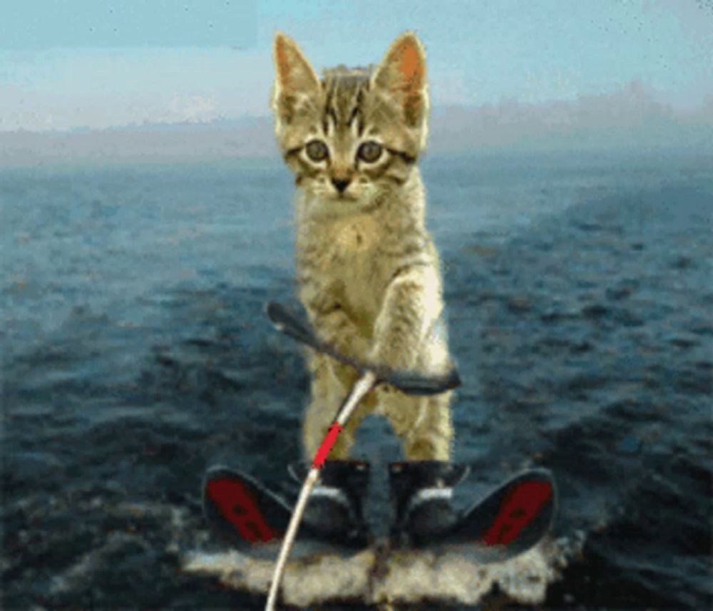 a cat is riding a board in the water with a rope attached to it