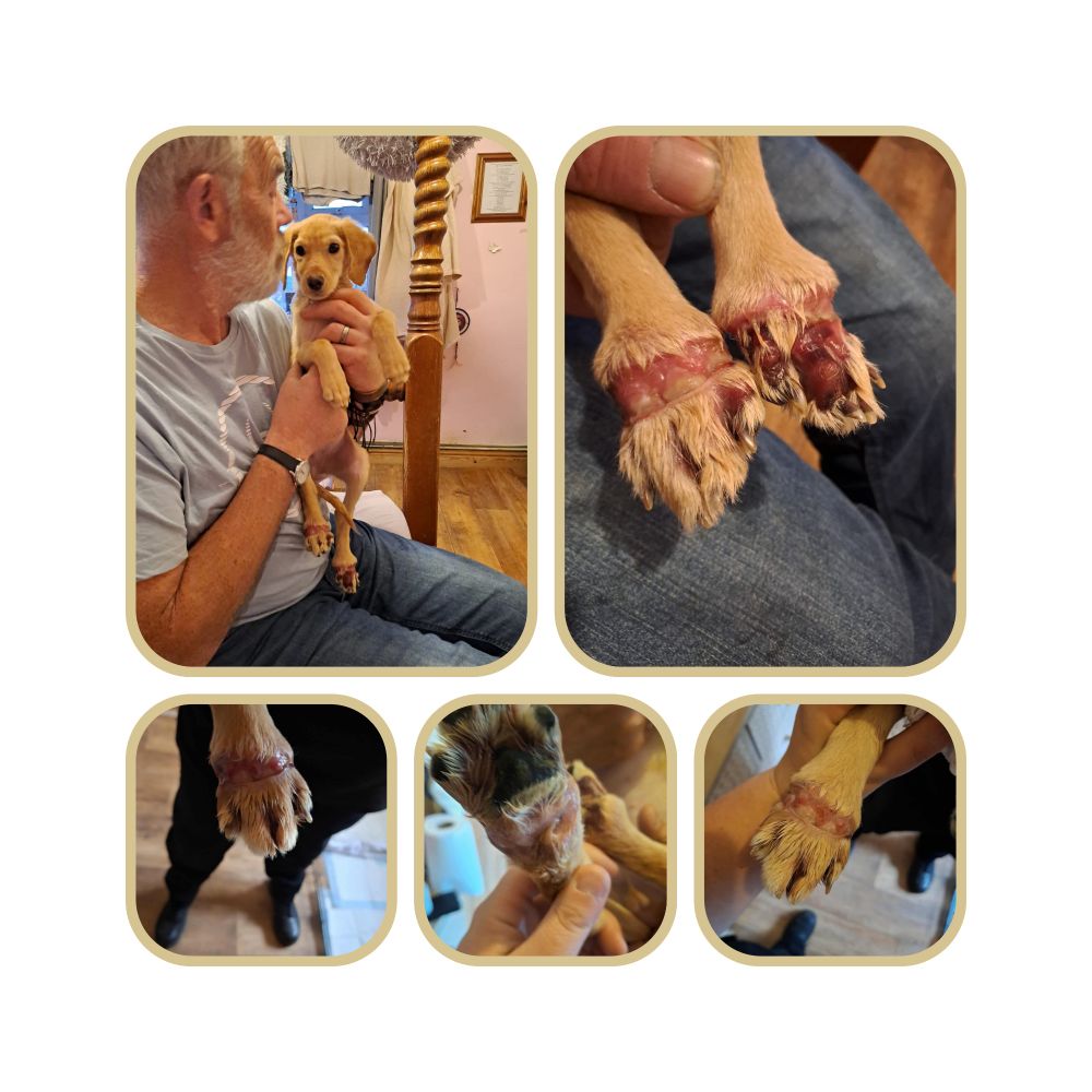 
*** Rainbow update *****

Our precious Rainbow Baby has been through more than any little one should ever have to face. 💔 She was diagnosed with meningitis, and despite fighting so many battles with incredible courage, her poor paws became severely swollen and, heartbreakingly, started to go necrotic.
Rainbow has been on a cocktail of different medications, and our wonderful vets have been visiting regularly, doing everything possible to help her heal. Two weeks ago, Rainbow was finally able to come home, but her back legs were still so swollen and sore. Her foster mummy has been nothing short of amazing — caring for her around the clock with so much love and dedication. Every single day, she bathed Rainbow’s feet in Hibiscrub, gently dried them with a hairdryer, gave her laser therapy, and applied soothing Manuka honey to help ease the pain and promote healing. Sometimes, this routine was repeated up to six times a day.
Through it all, Rainbow has shown the most incredible strength and spirit. 🌈 Even when she’s hurting, she never gives up. Her will to fight is truly inspiring. The photos are difficult to look at — they show just how much she’s been through — but they also show her courage, her resilience, and the love that surrounds her. ❤️
Please keep our sweet Rainbow Baby in your thoughts as she continues her long road to recovery. Every little bit of love, prayer, and support helps her keep fighting. 💕
Pip xxx
